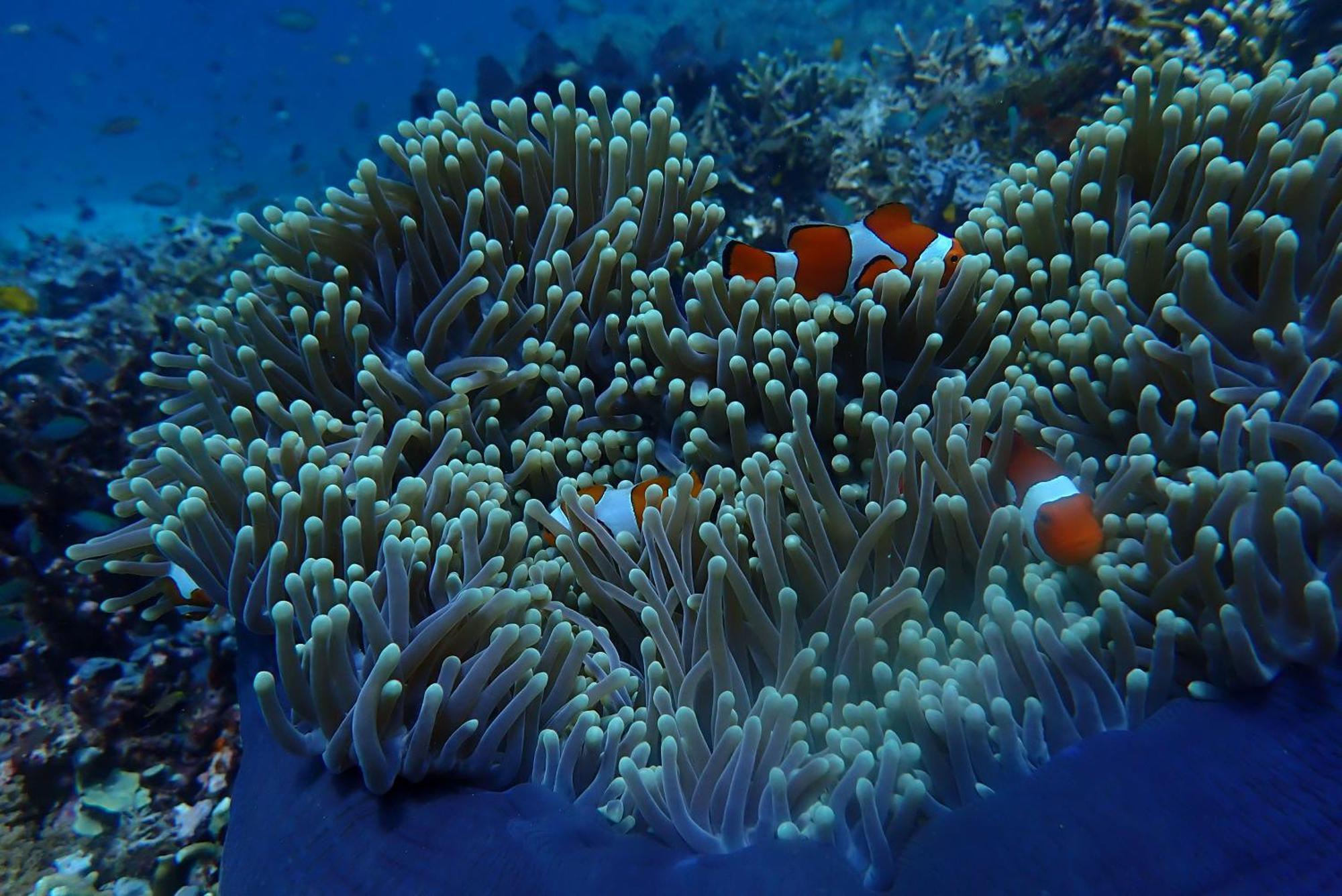 Wai Resort - Raja Ampat Pulau Birie Esterno foto