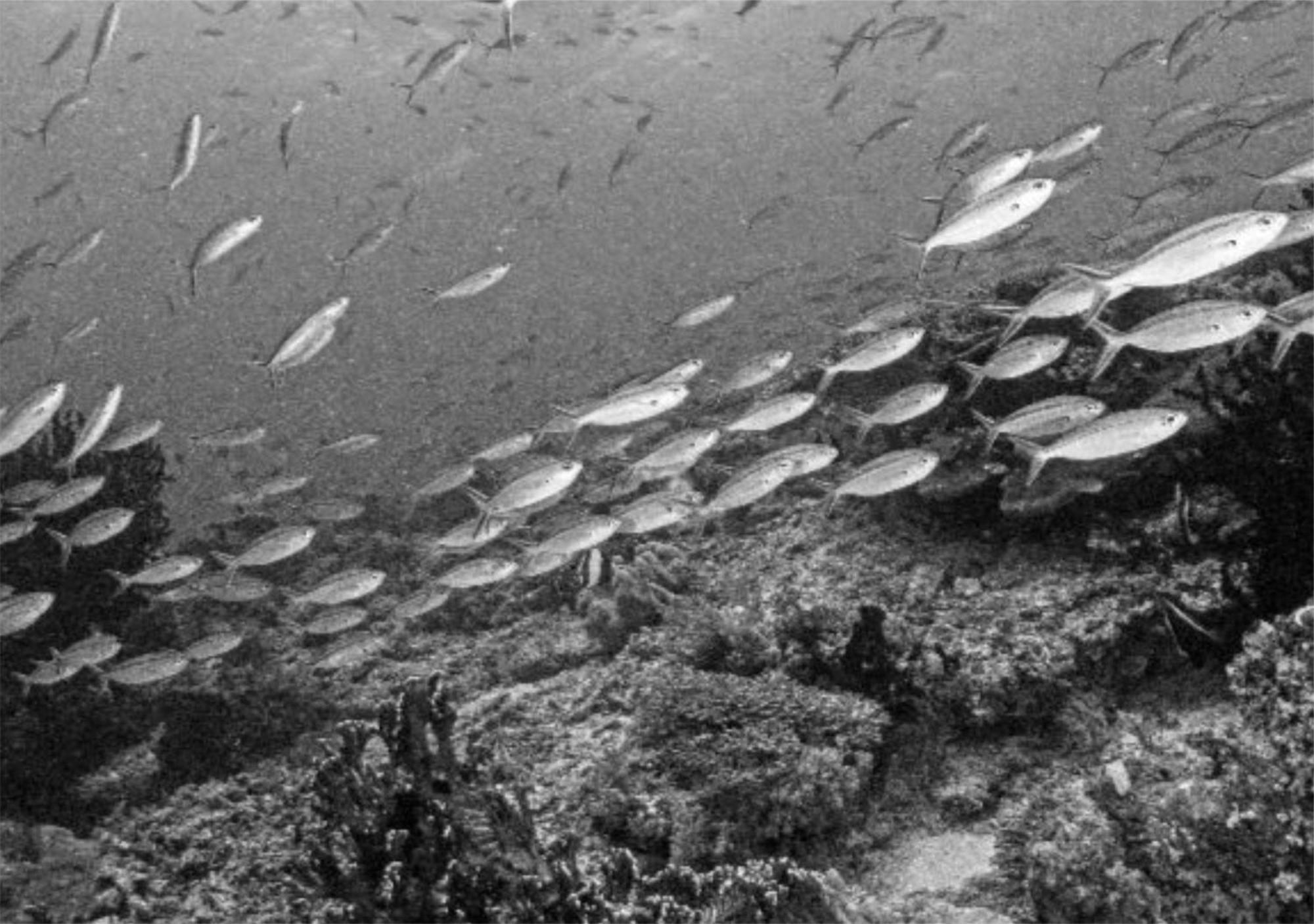 Wai Resort - Raja Ampat Pulau Birie Esterno foto